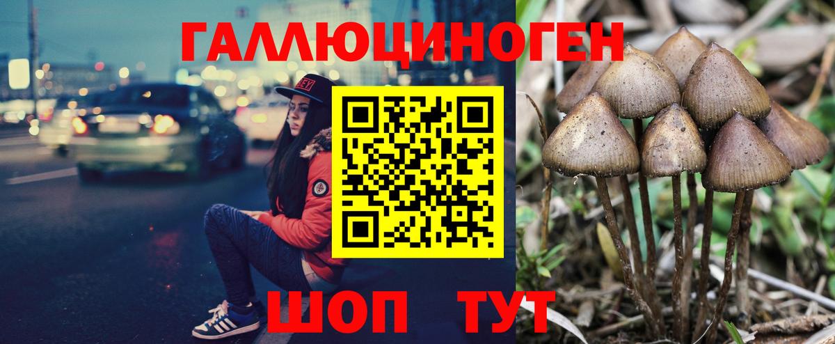 Галлюциногенные грибы Psilocybine cubensis Ачхой-Мартан